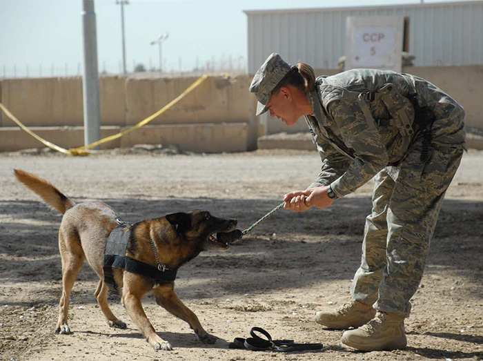 Military dog training with their handler