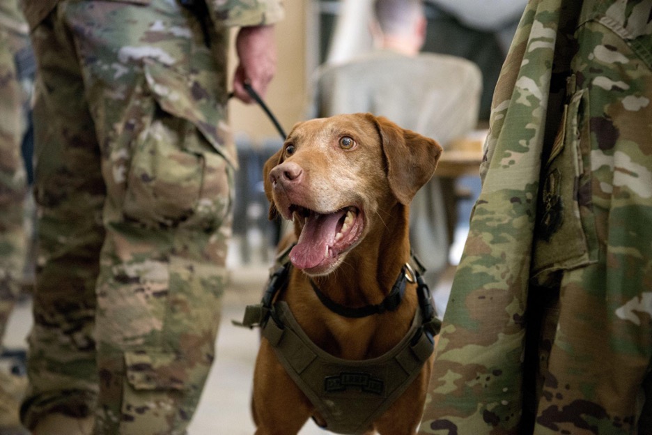 Working military dog