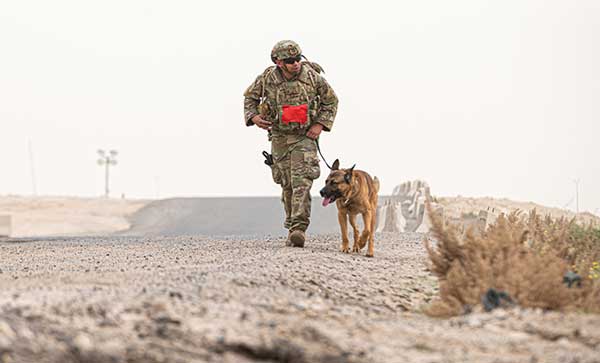 Working military dog with its handler