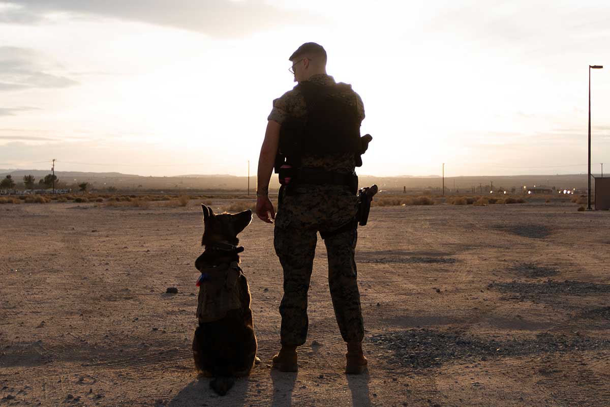 Service member with a military working dog in the sunset