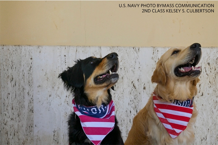 Dogs from the USO Canine Program