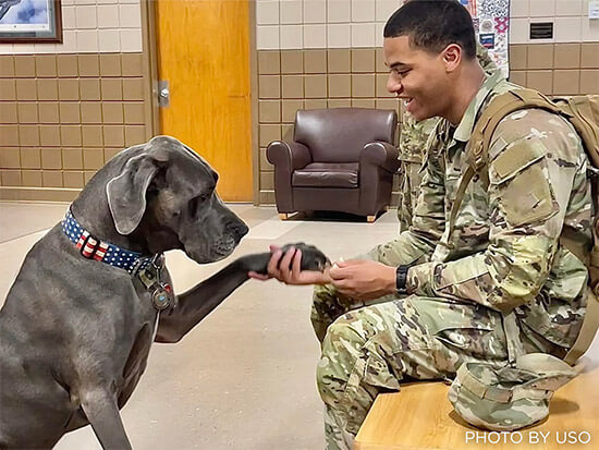 Maverick, a USO therapy dog, with a service member